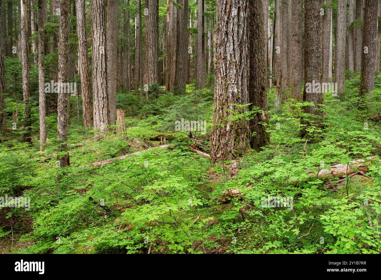 WA26037-00....WASHINGTON - Wald entlang des Appleton Pass Trail, Boulder Creek Valley, Olympic National Park. Stockfoto