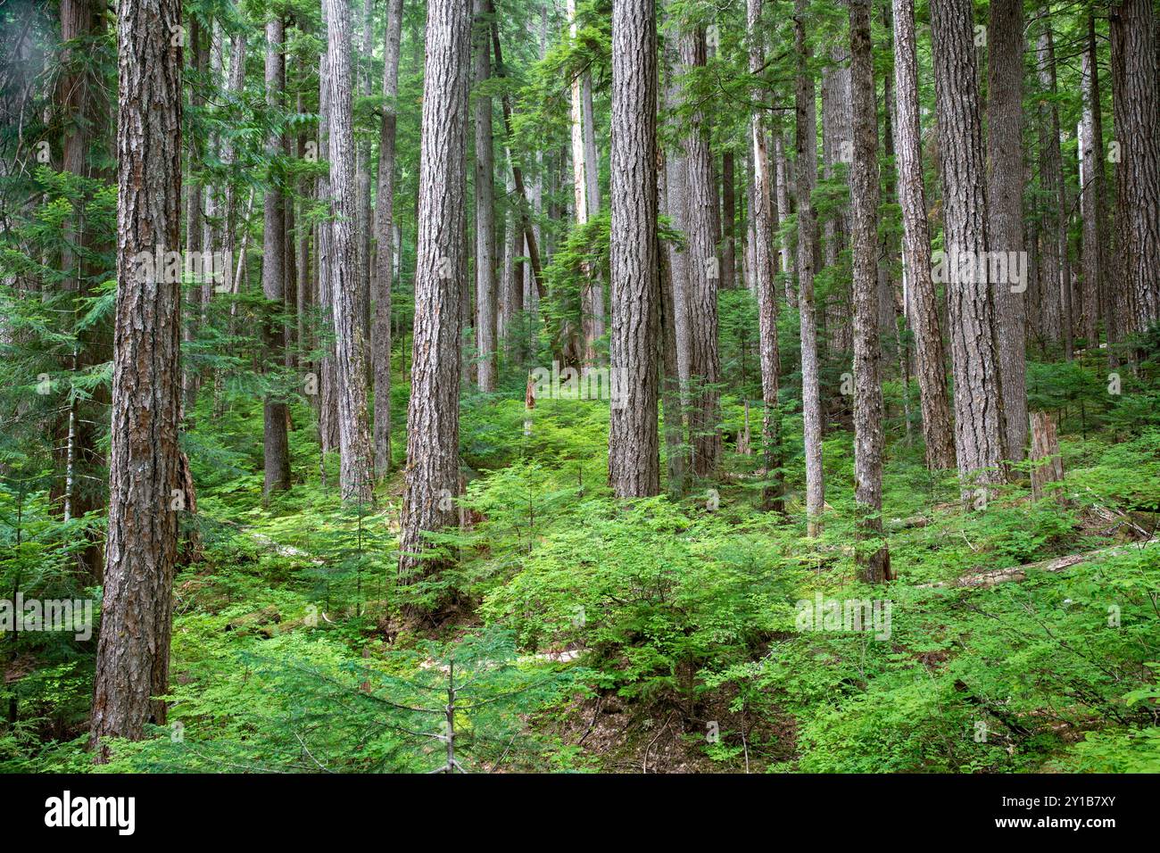 WA26038-00....WASHINGTON - Wald entlang des Appleton Pass Trail, Boulder Creek Valley, Olympic National Park. Stockfoto