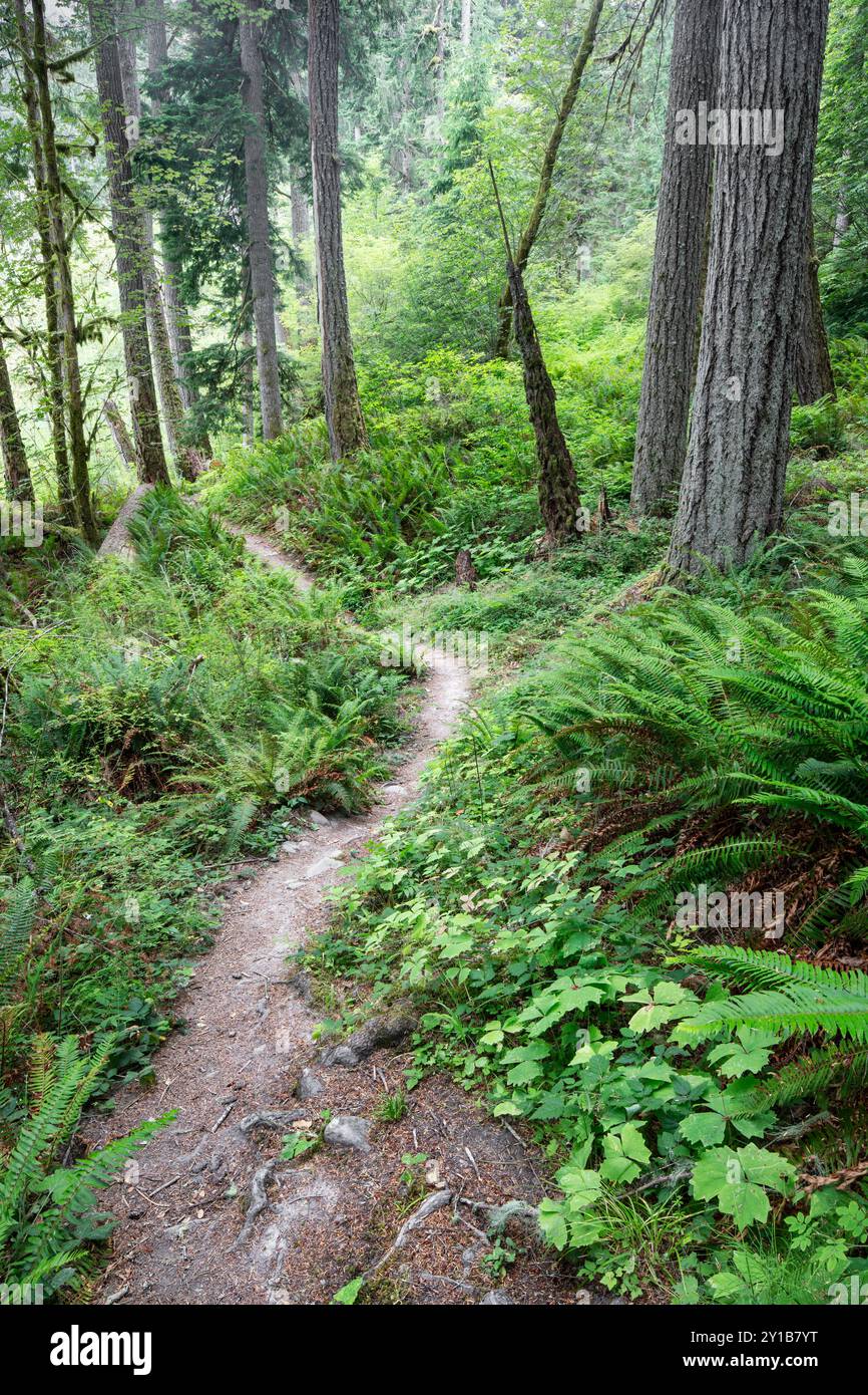 WA26039-00....WASHINGTON - Elwha River Trail in der Nähe von Altaire, Olympic National Park. Stockfoto