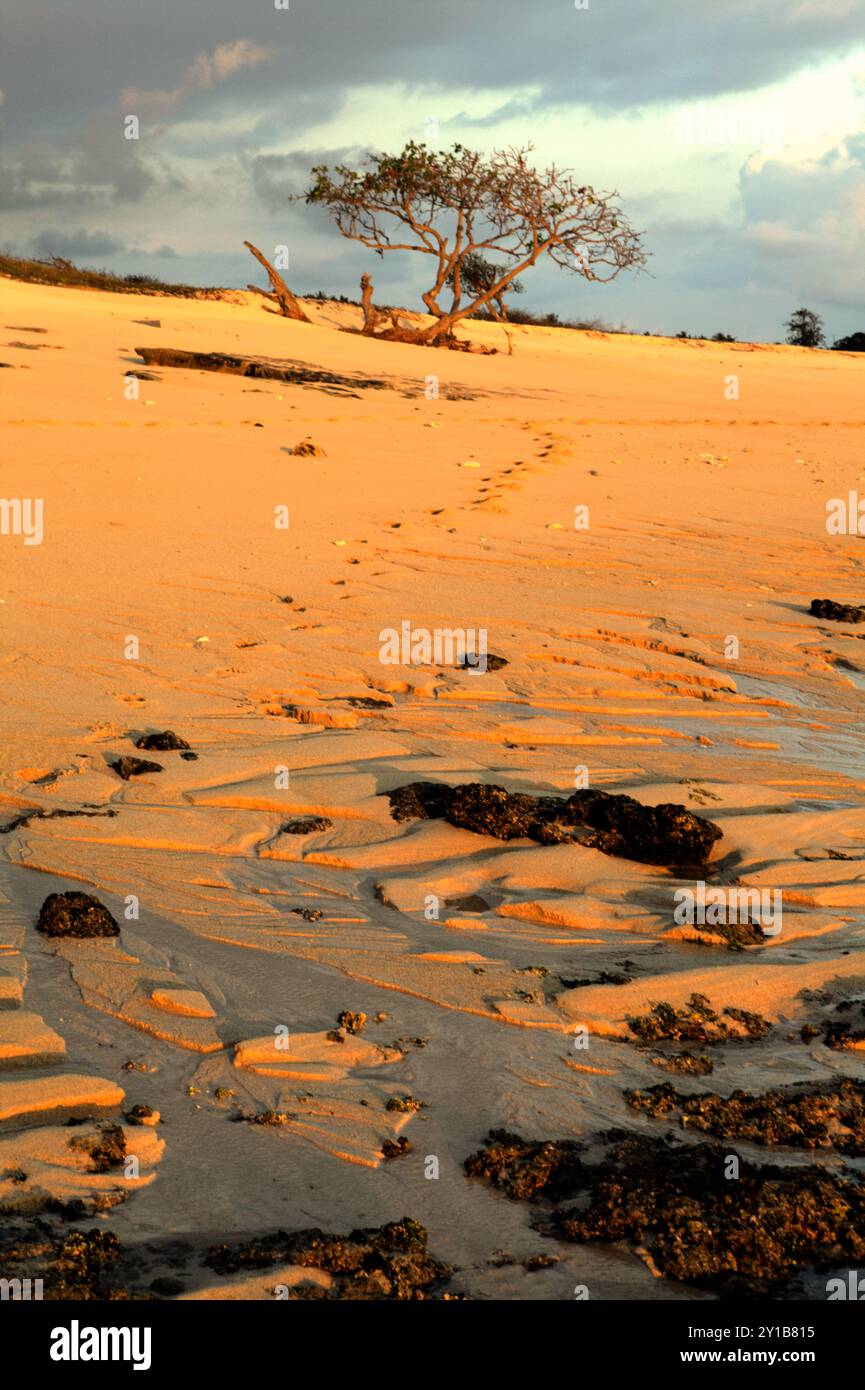 Blick auf einen Baum in einem Vordergrund mit Bootspuren am Sandstrand, der vor Sonnenuntergang in Marosi, West Sumba, East Nusa Tenggara, Indonesien erfasst wird. Stockfoto