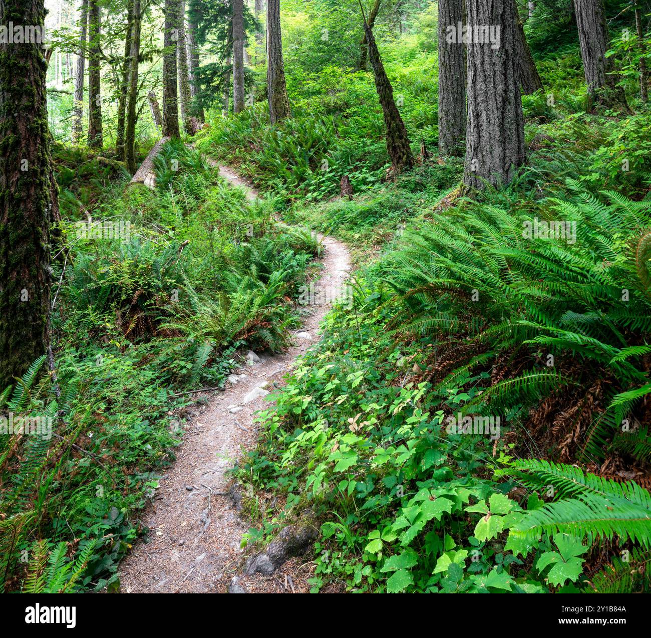 WA26040-00....WASHINGTON - Elwha River Trail in der Nähe von Altaire, Olympic National Park. Stockfoto