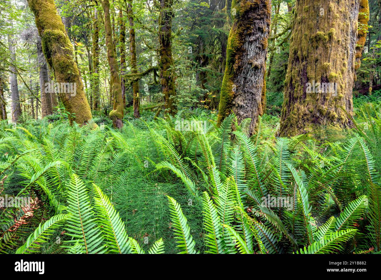 WA26041-00....WASHINGTON - Wald entlang des Elwha River Trail in der Nähe von Altaire, Olympic National Park. Stockfoto