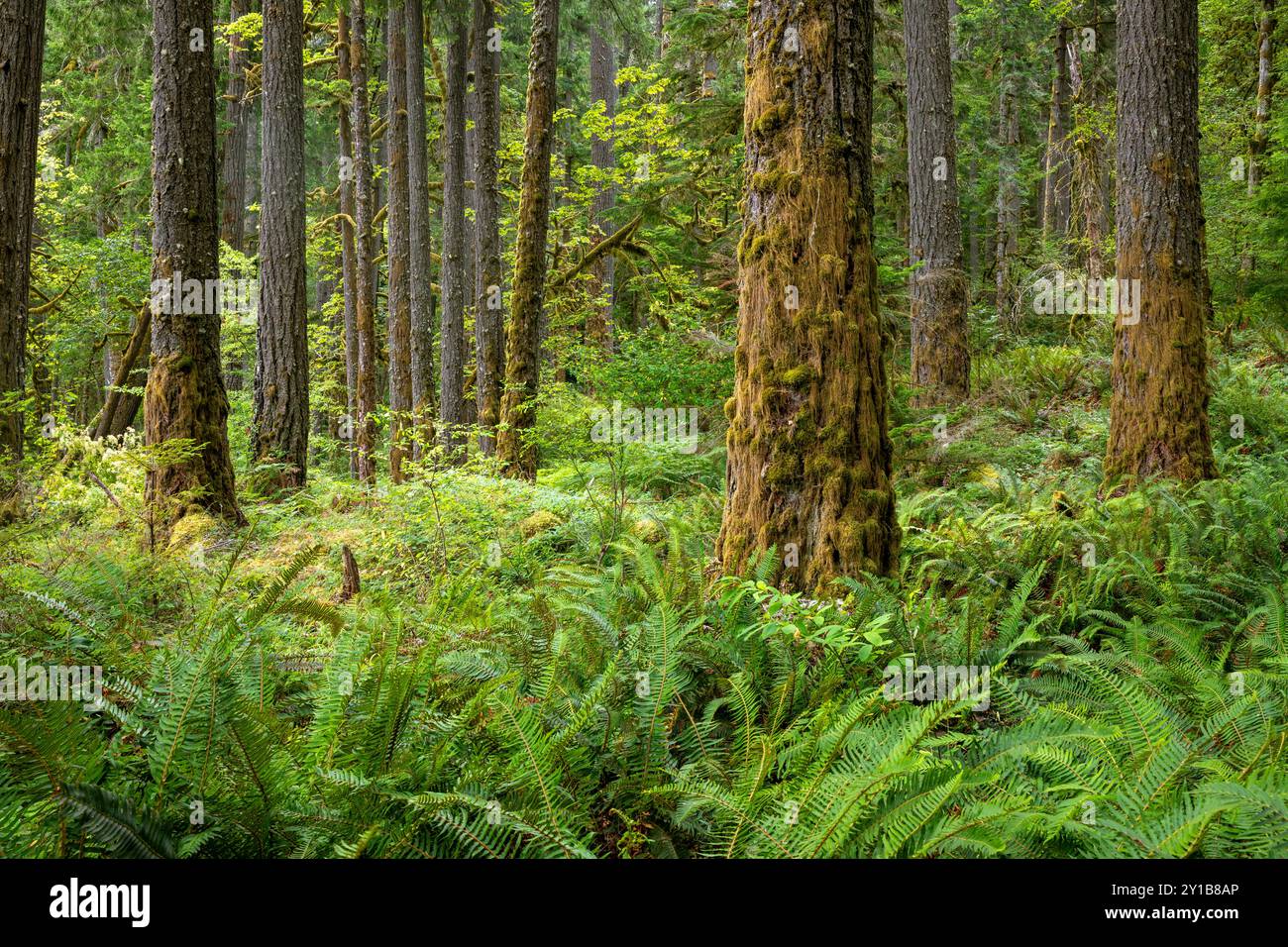 WA26049-00....WASHINGTON - Wald entlang des Elwha River Trail in der Nähe von Altaire, Olympic National Park. Stockfoto