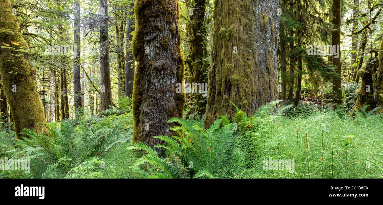 WA26050-00....WASHINGTON - Wald im Elwha River Valley. Stockfoto