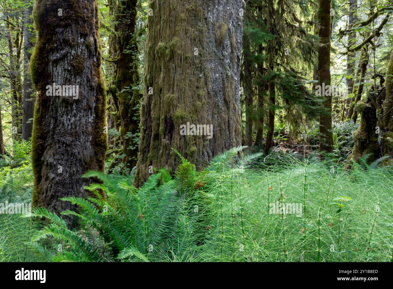 WA26051-00....WASHINGTON - Wald im Elwha River Valley. Stockfoto