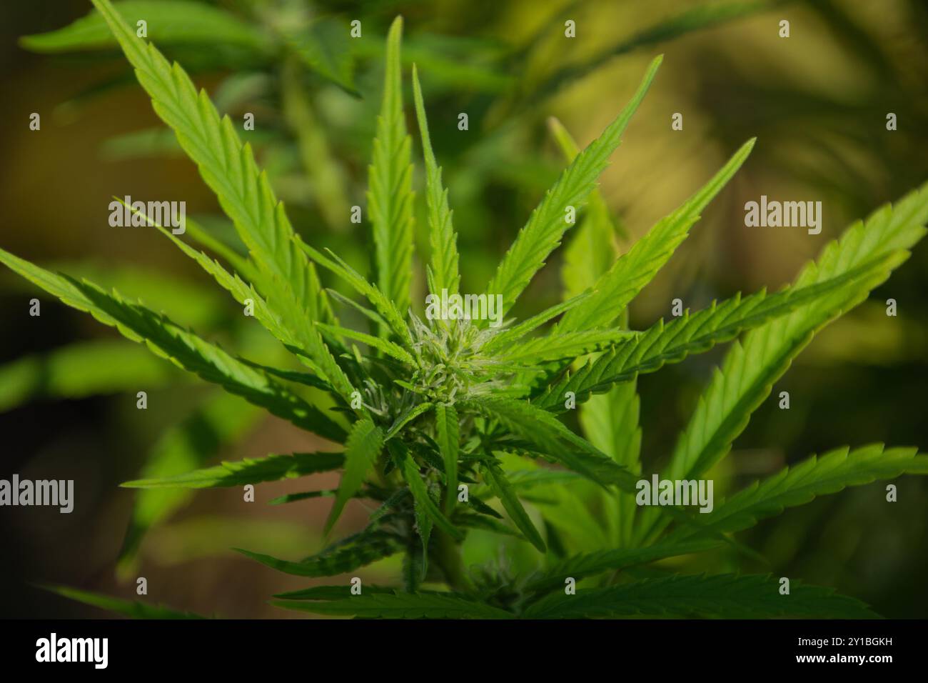 Hanfpflanze im Garten draußen zu Beginn der Blütezeit mit kleinen Trichomen Stockfoto