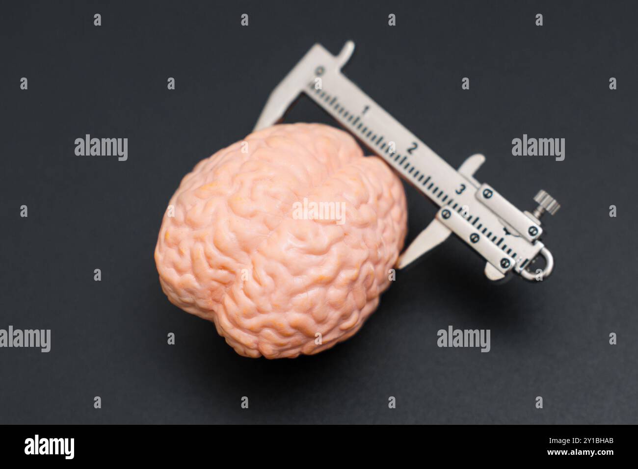 Messschieber, der präzise Messungen eines rosa Hirnmodells erfasst und die akademische Relevanz in der Gesundheitswissenschaft zeigt. Stockfoto