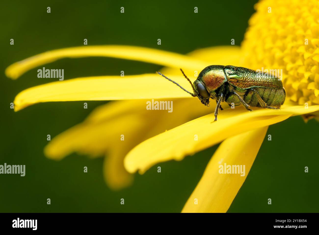 Grüner Käfer - Cryptocephalus sericeus, schöner grüner Käfer aus europäischen Wiesen und Weiden, Tschechien. Stockfoto