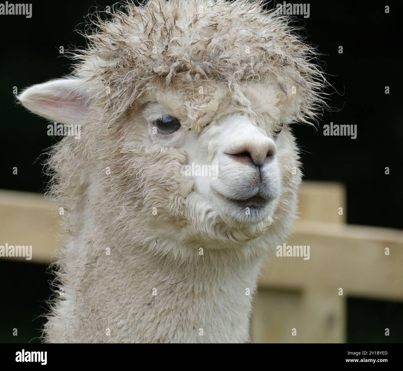 Die Alpaka ist eine Art südamerikanischer Kamelidensäuger. Stockfoto