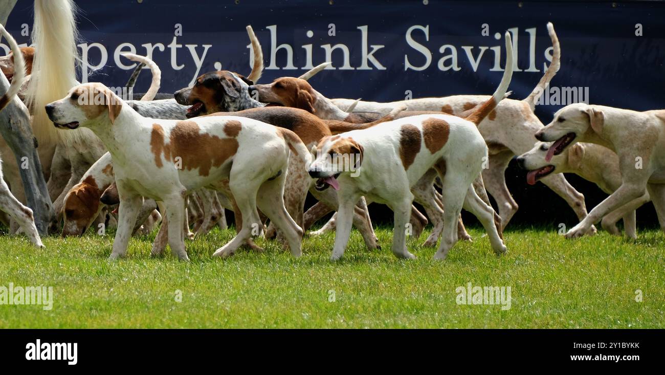 Ein Fuchshund ist eine Art großer Jagdhund, der für starke Jagdinstinkte, ein ausgeprägtes Geruchsgefühl, Bellen, Energie, Antrieb und Geschwindigkeit gezüchtet wurde. Stockfoto