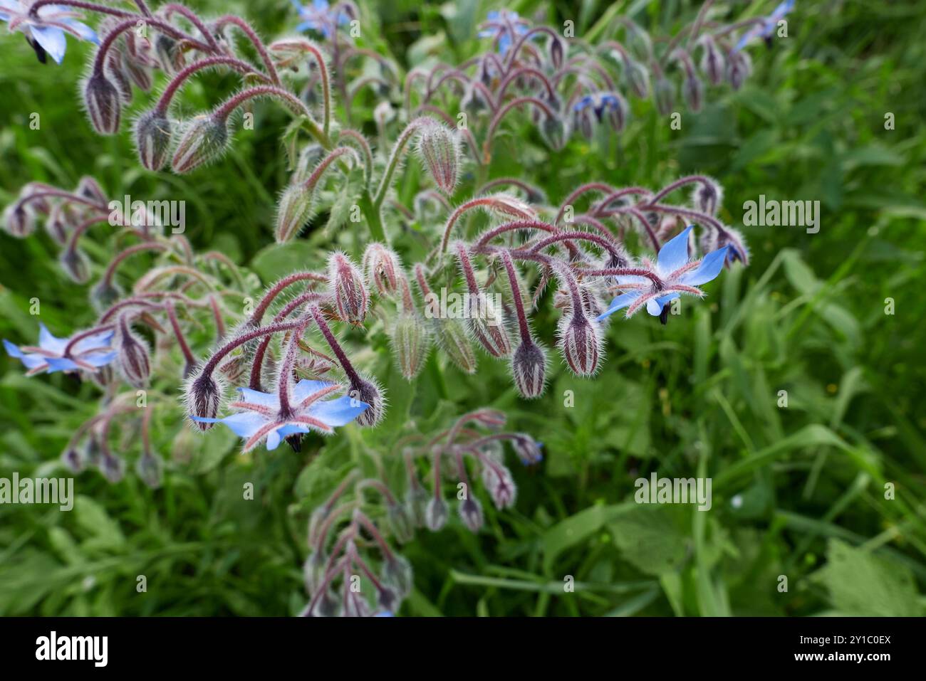 Borago officinalis Pflanze in Blüte Stockfoto