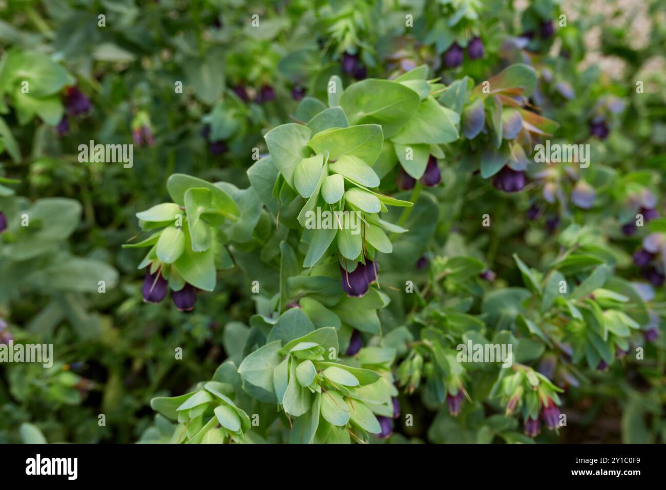 Purpurblüte der Cerinthe-Hauptpflanze Stockfoto