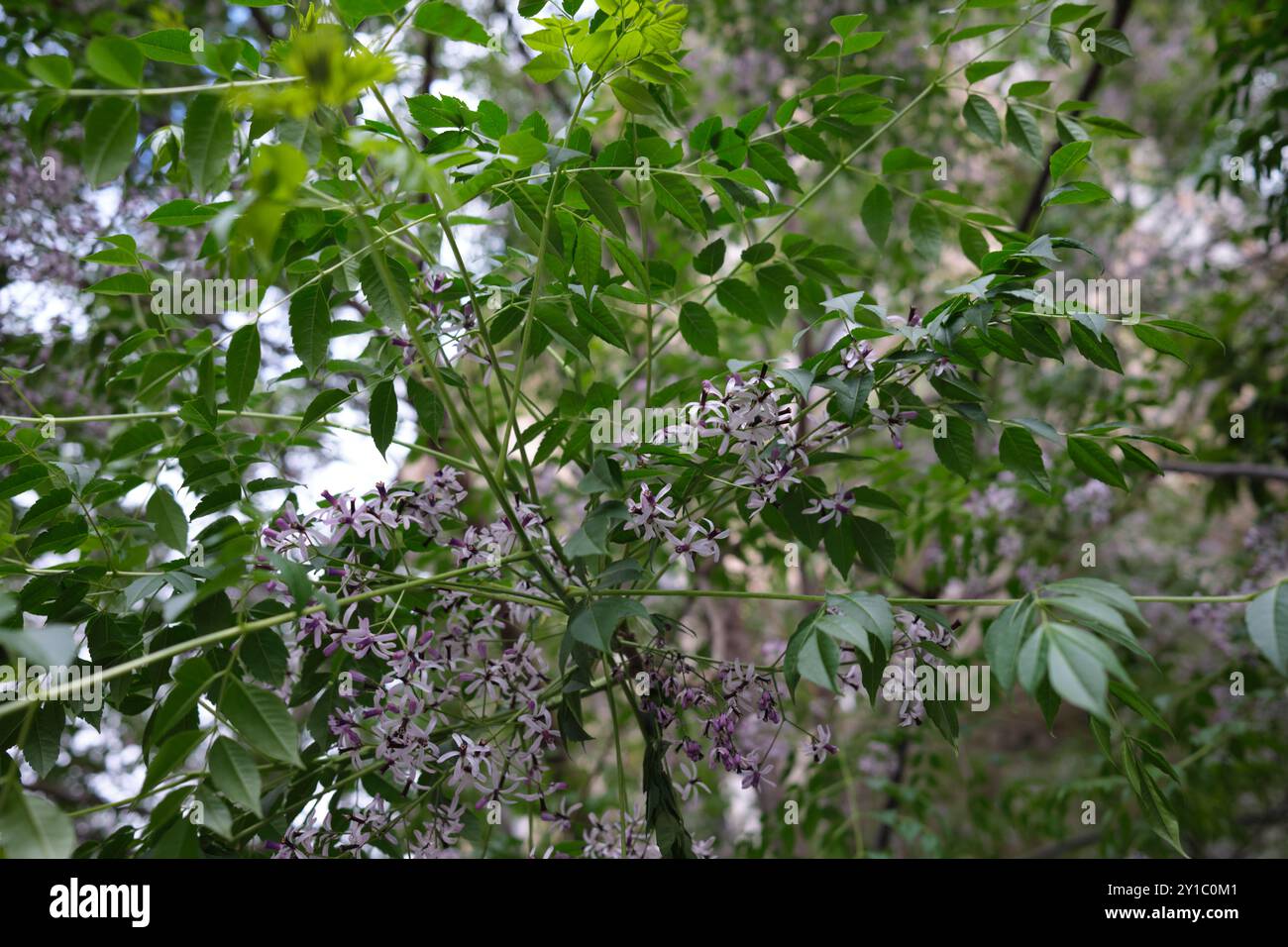 Melia Azedarachbaum in Blüte Stockfoto