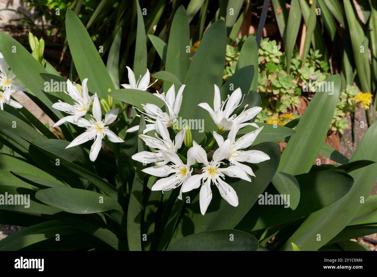 Pancratium illyricum weiße Blume aus nächster Nähe Stockfoto