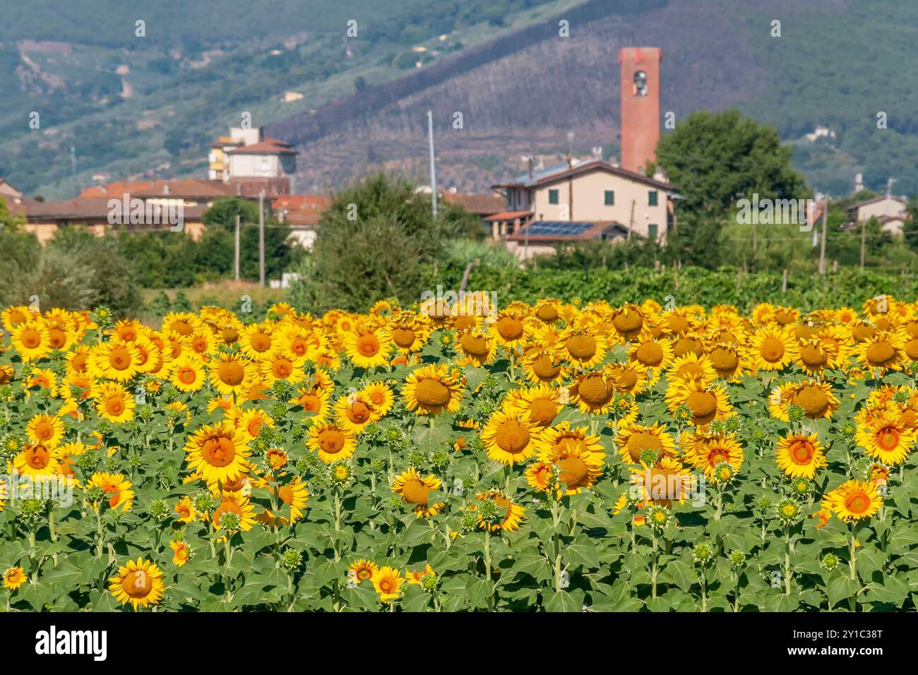 Wunderschöne Sonnenblumen mit der toskanischen Stadt Bientina, Italien im Hintergrund Stockfoto