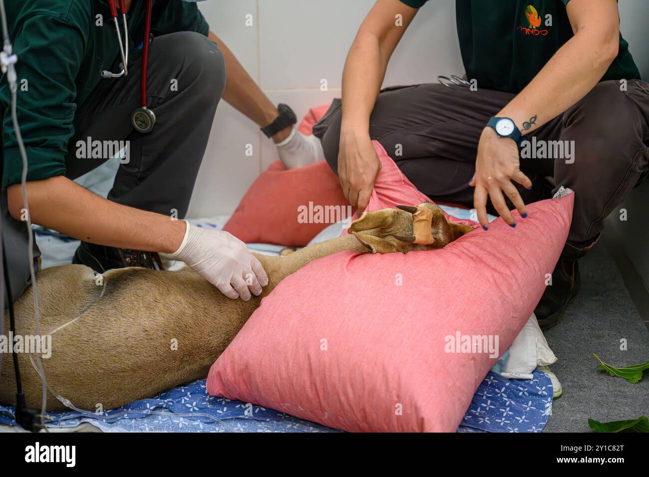 Weibliche Gazelle (Gazella gazella) mit Kopftrauma wird im israelischen Wildlife Hospital, Ramat Gan, Israel, behandelt Stockfoto