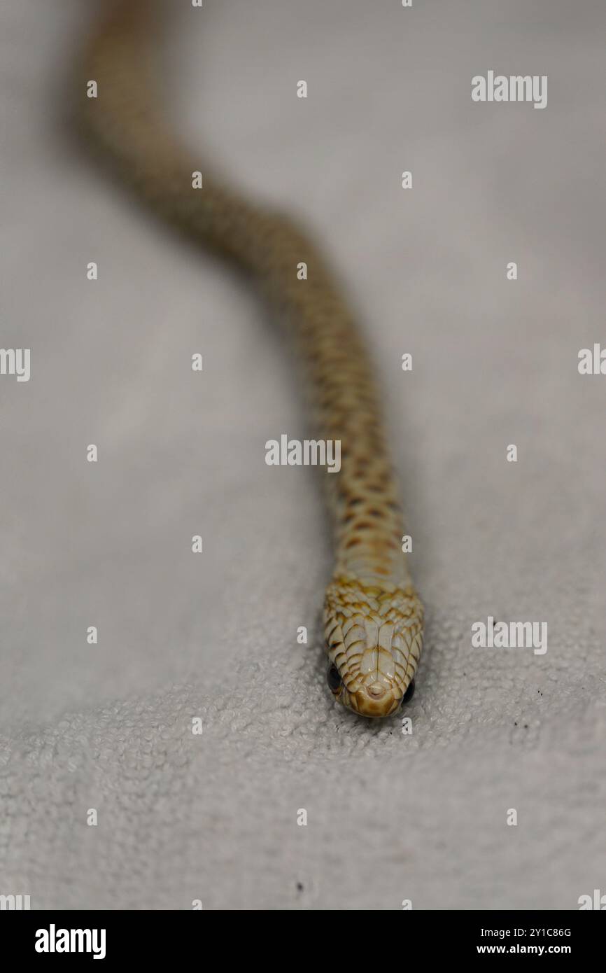 Die junge schwarze Peitschenschlange (Dolichophis jugularis) wurde in das Wildtierkrankenhaus gebracht, um ihr Leben zu retten, fotografiert bei den Israelis Stockfoto