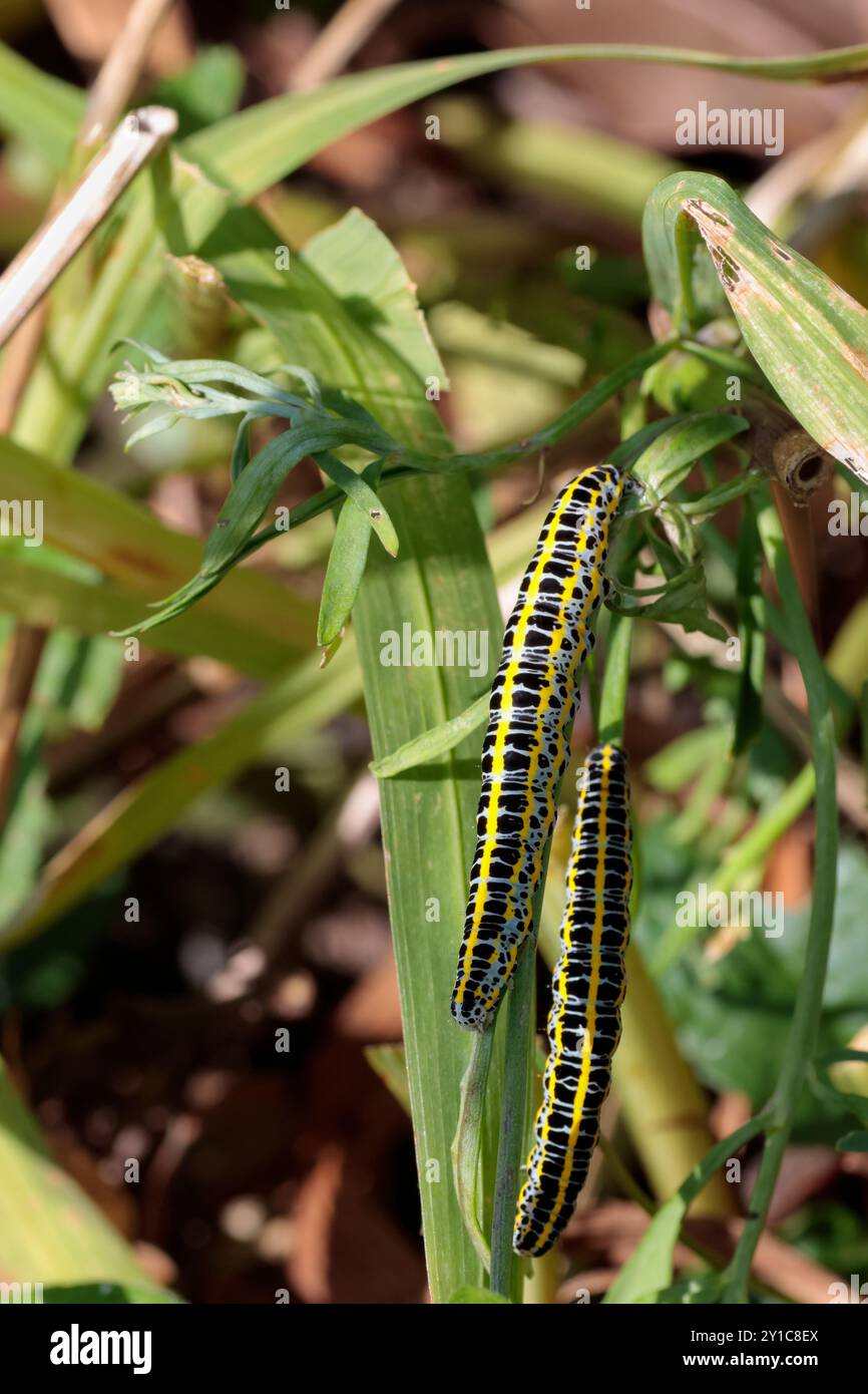 Raupen der Toadflax Brokatmotte Calophasia lunula, blaugrauer Körper mit schwarzen Markierungen und gelben horizontalen Streifen auf der Gartenvegetation Stockfoto