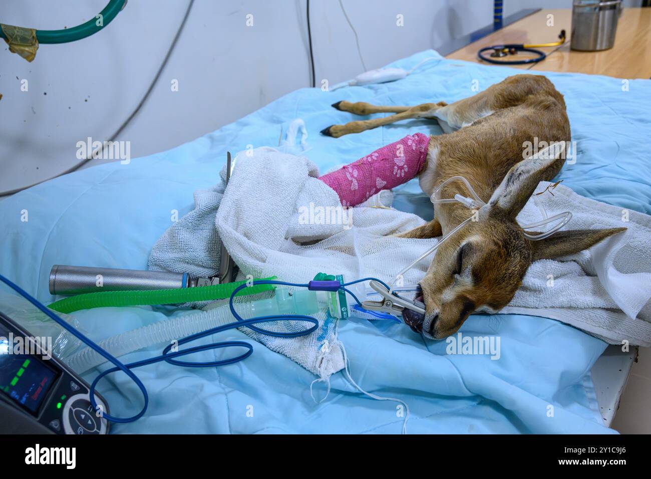 Ein Berggastelkitzel (Gazella gazella) mit gebrochenem Beinknochen wird unter Vollnarkose behandelt, fotografiert im israelischen Wildlife Hosp. Stockfoto