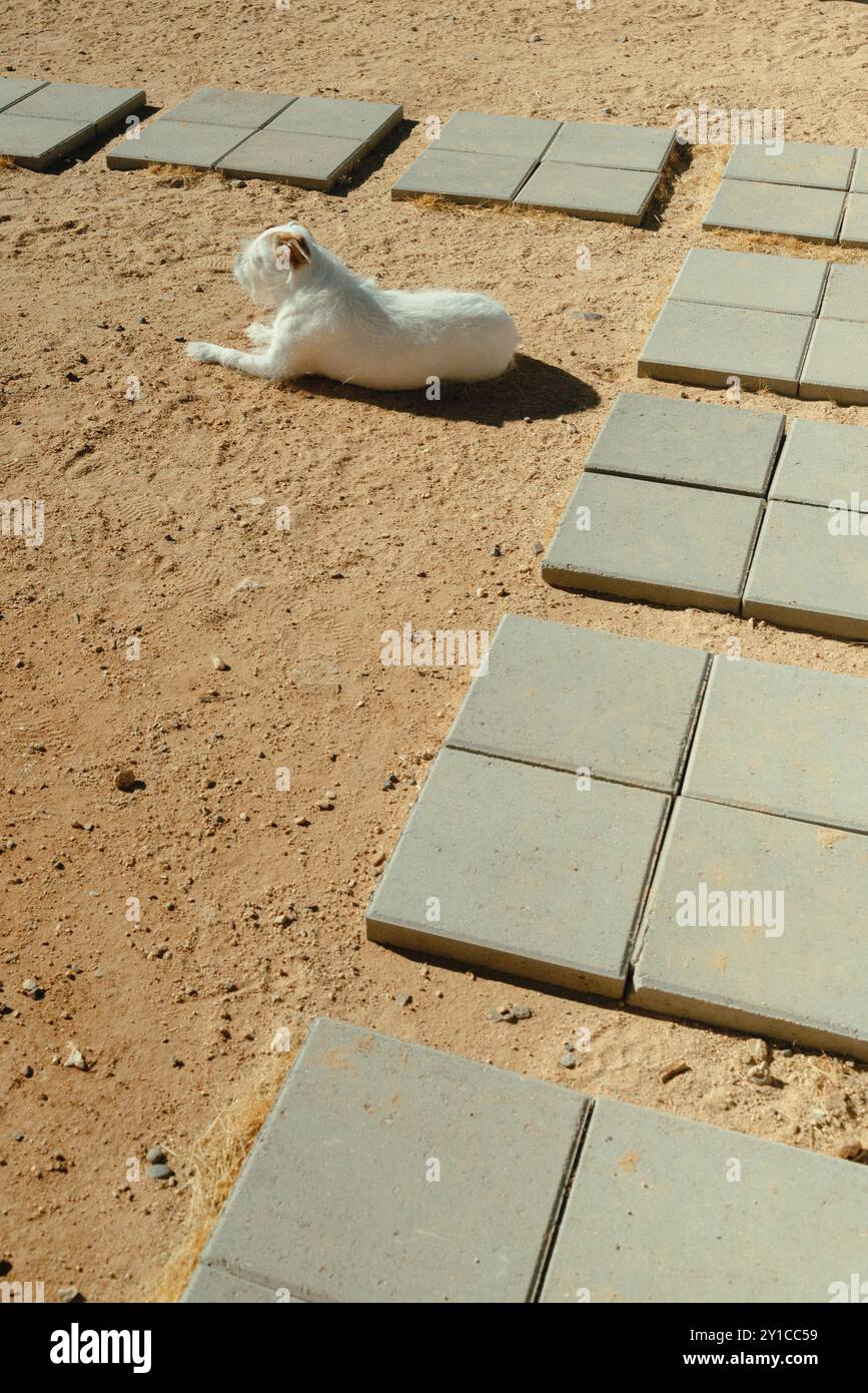 Weißer Hund, der auf sandigem Boden liegt Stockfoto