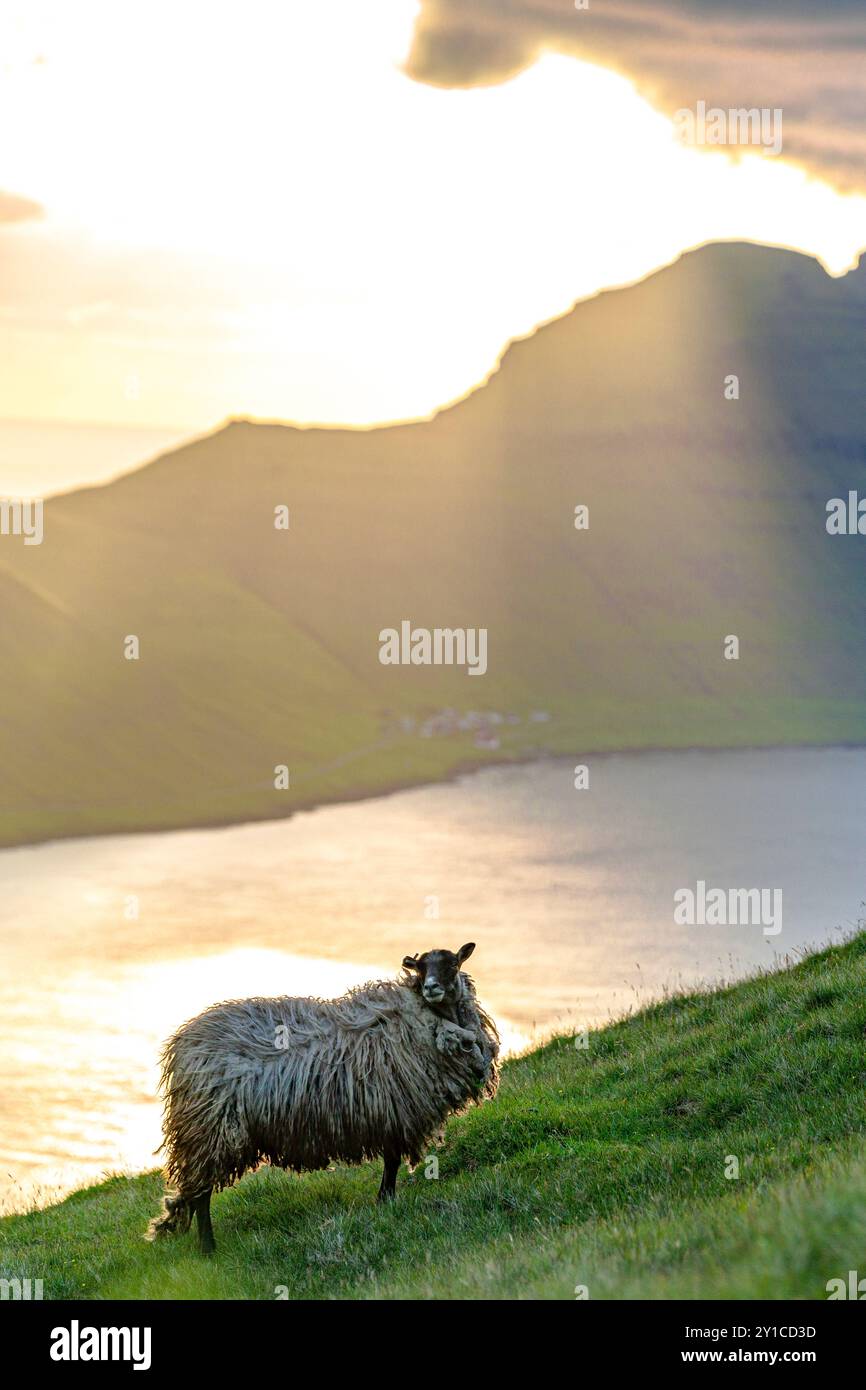Schafe auf Klippen, Bordoy Island, Färöer Inseln Stockfoto