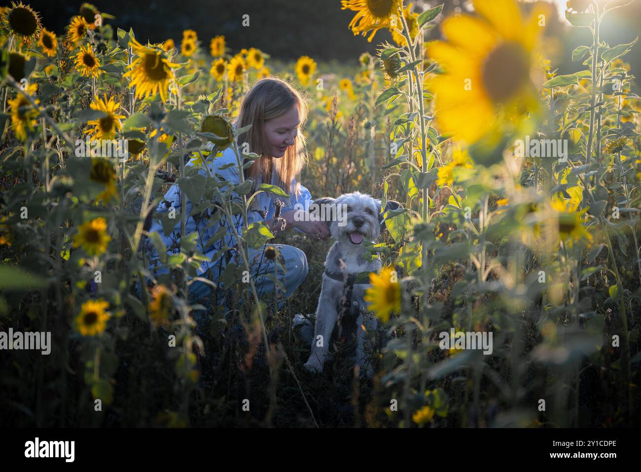Eine junge Frau mit einem Hund auf einem Feld voller Sonnenblumen Stockfoto