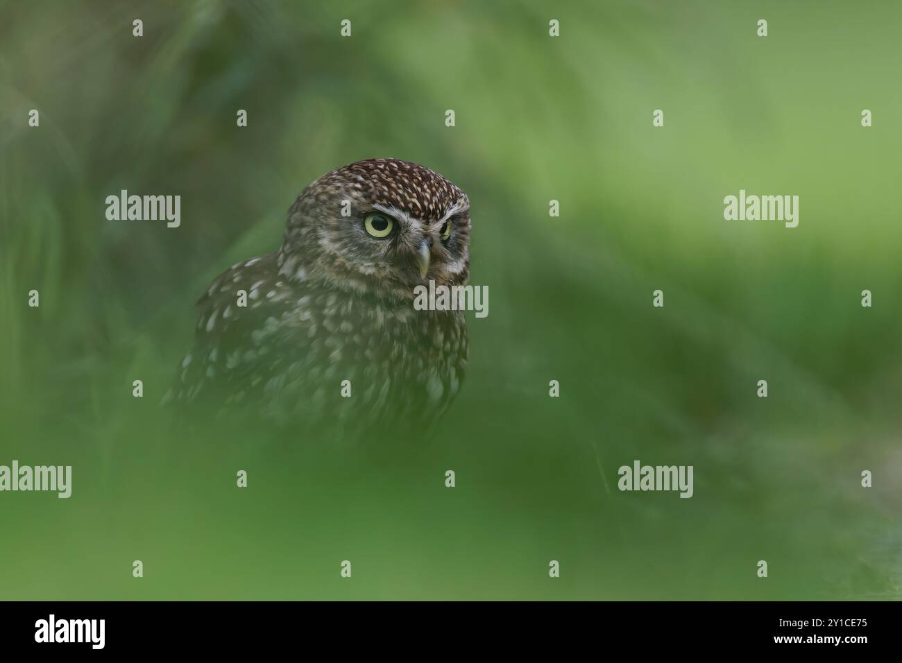 Little Owl ( Athene noctua ) in Gras, Bedfordshire UK Stockfoto