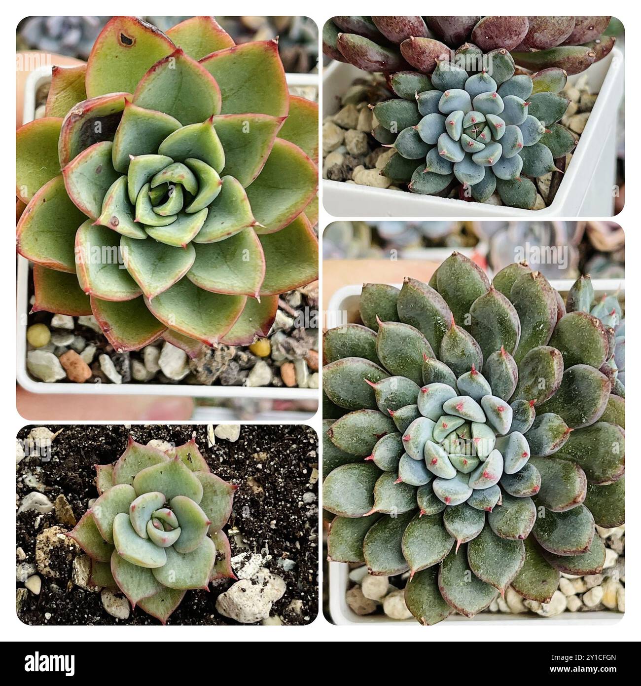 Grüne sukkulente Collage. Leuchtend grüne Echeveria-Rosette Stockfoto