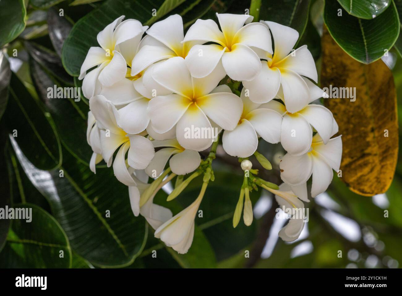 Blumen Stockfoto