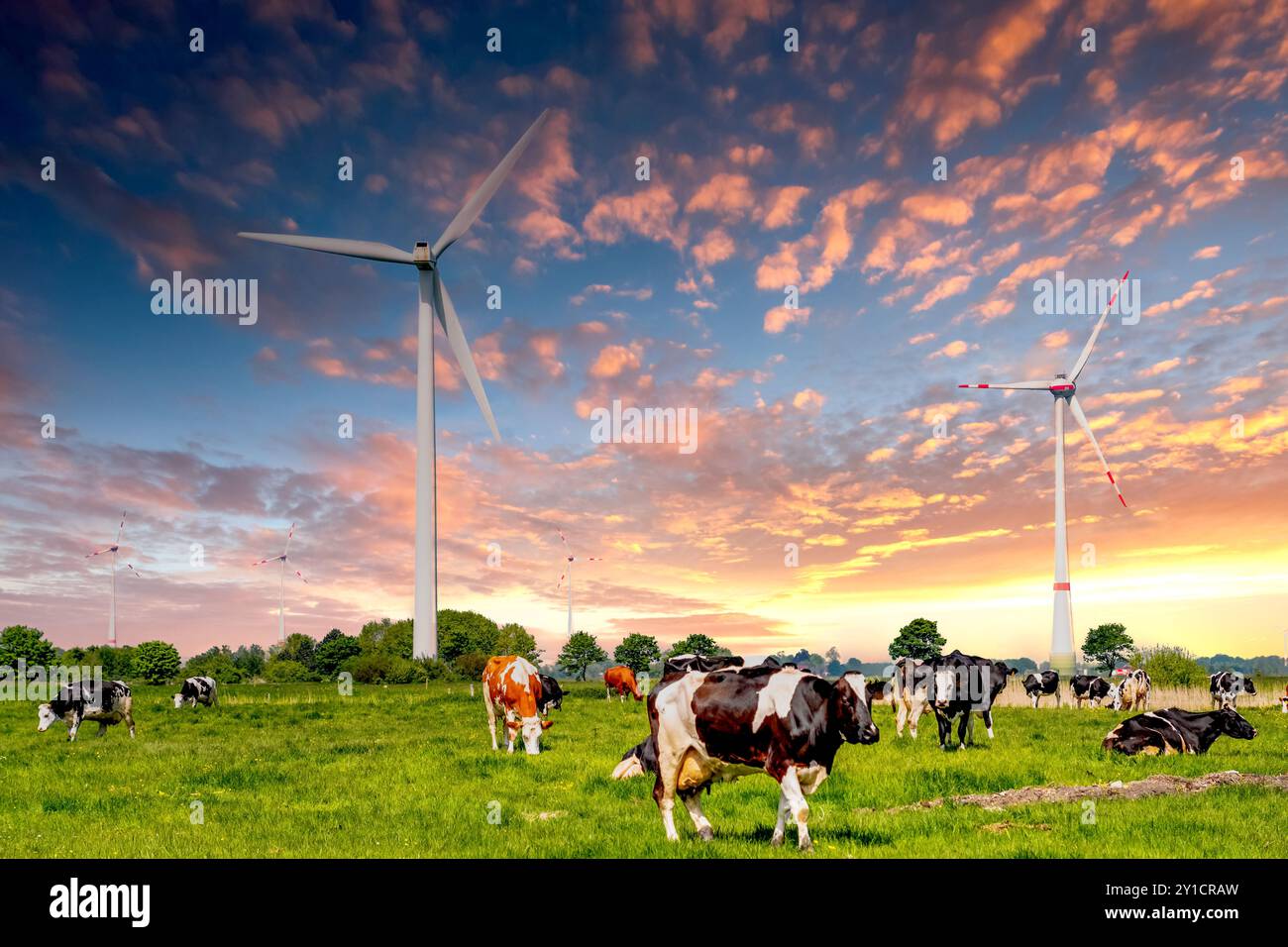 Windmühle Kühe, Hinte, Deutschland Stockfoto
