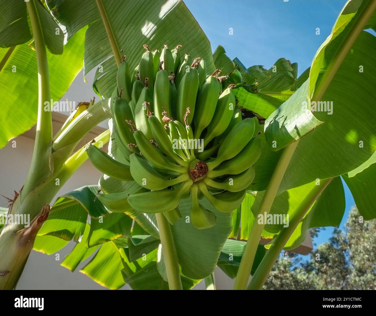 Bananenbäume, Musa Japonica wächst auf Rhodos, Griechenland Stockfoto