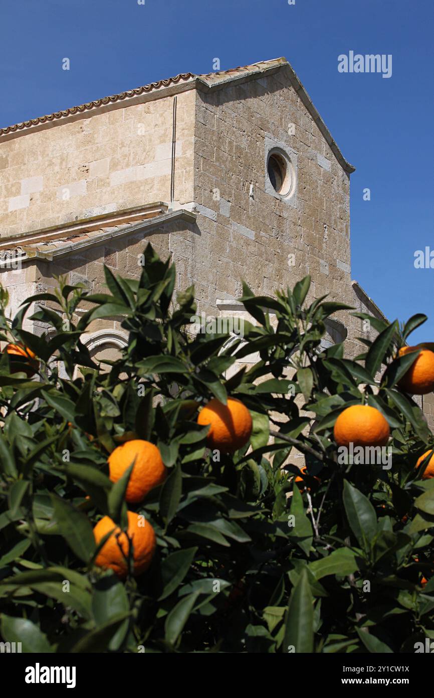 Orangenhain auf dem Gelände der Abtei von Cerrate, Lecce, Süditalien Stockfoto