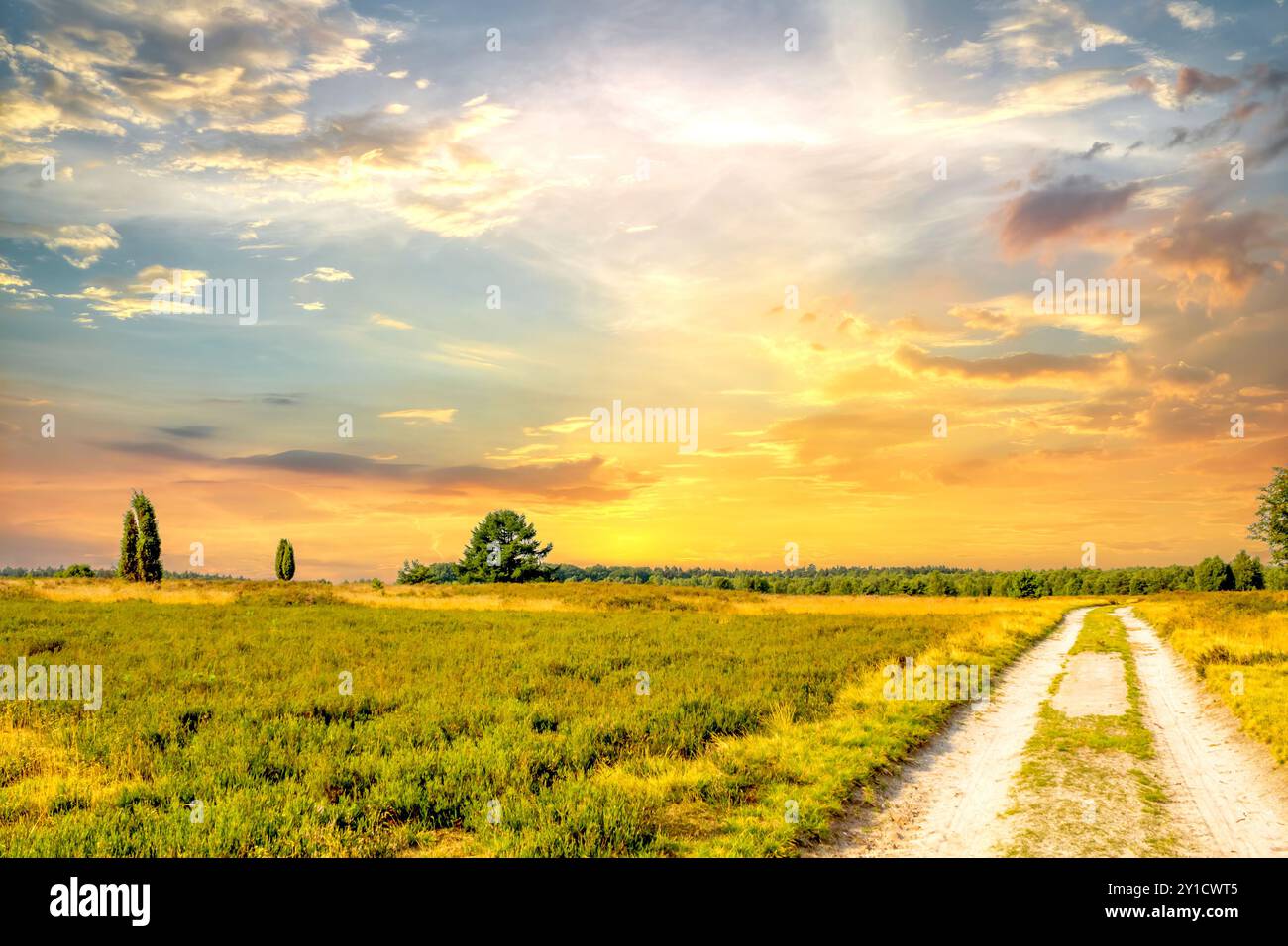 Lüneburger Heide, Deutschland Stockfoto