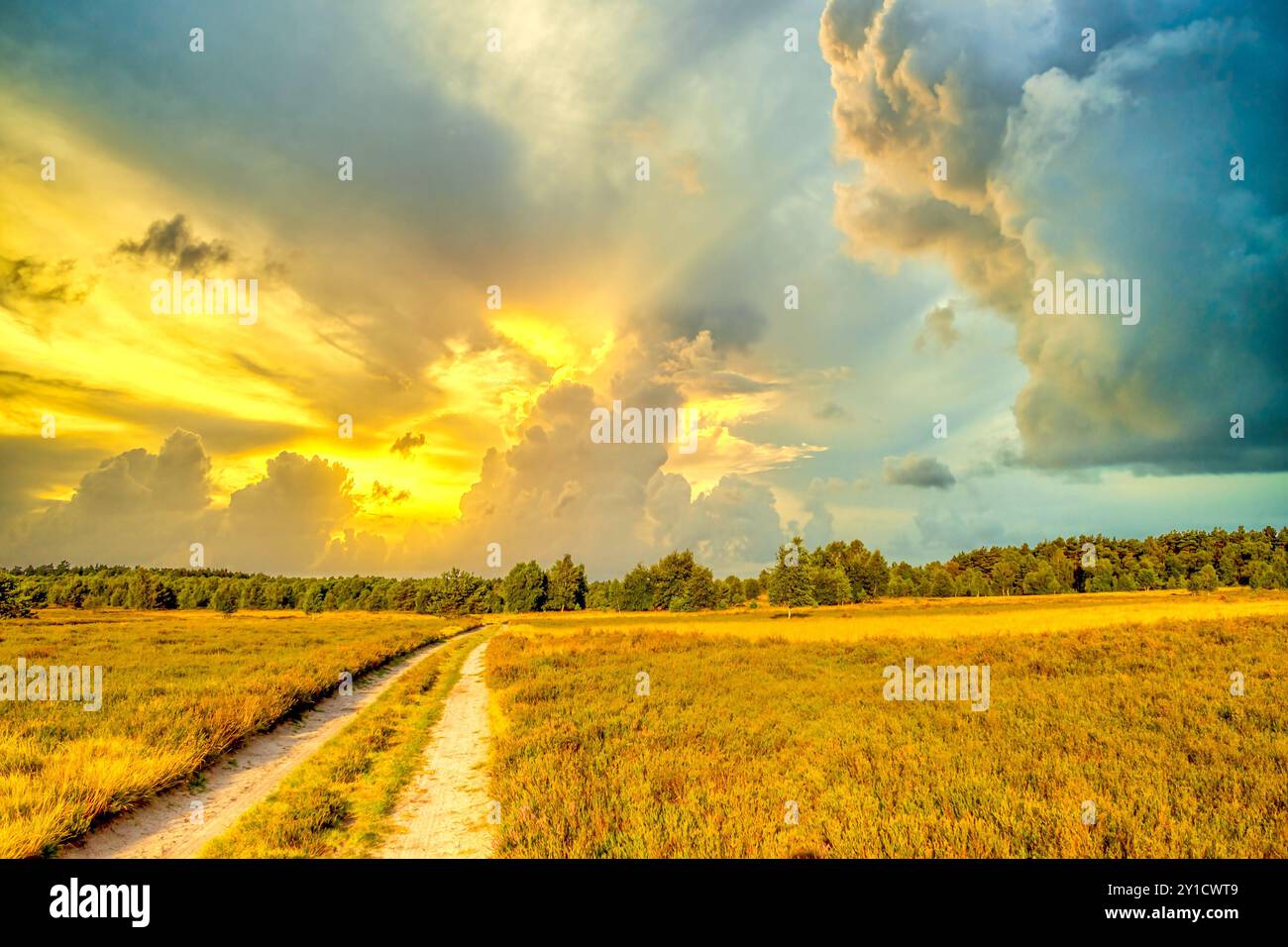 Lüneburger Heide, Deutschland Stockfoto