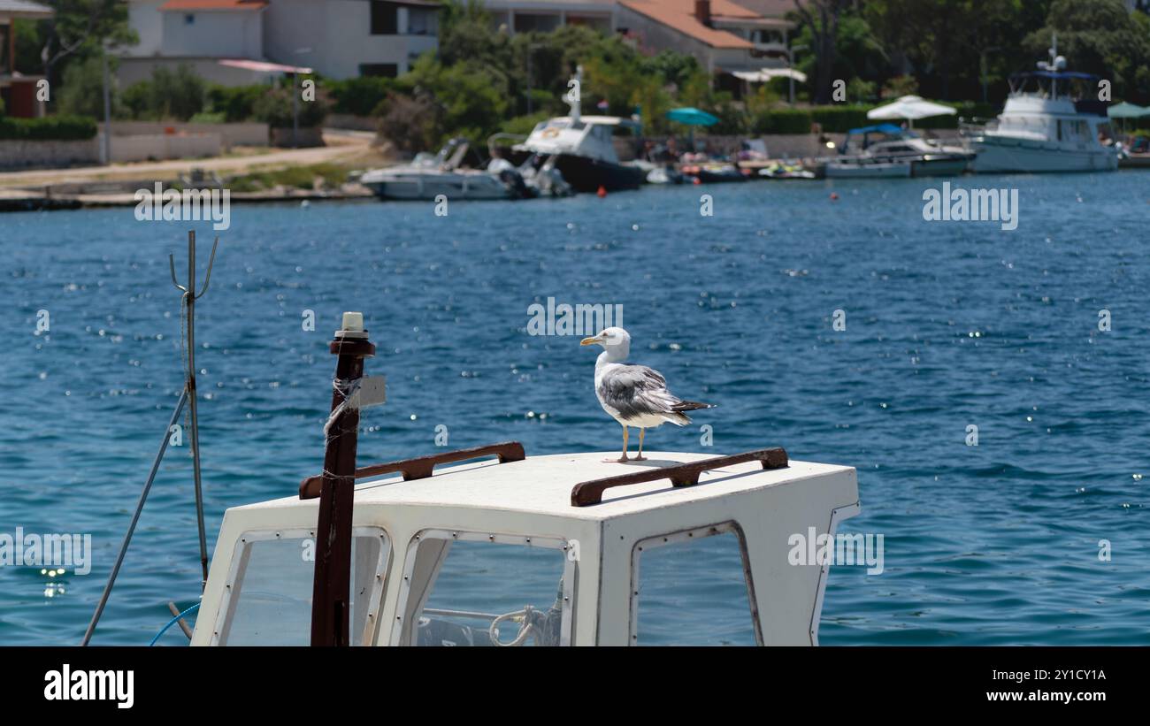 Möwen ruhen auf einer Bootskabine und warten auf Essen Stockfoto