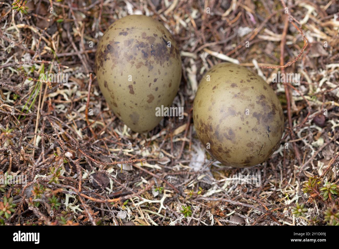 Nest und Eier, Langschwanzskua, arktisches Norwegen, Stercorarius longicaudus Stockfoto