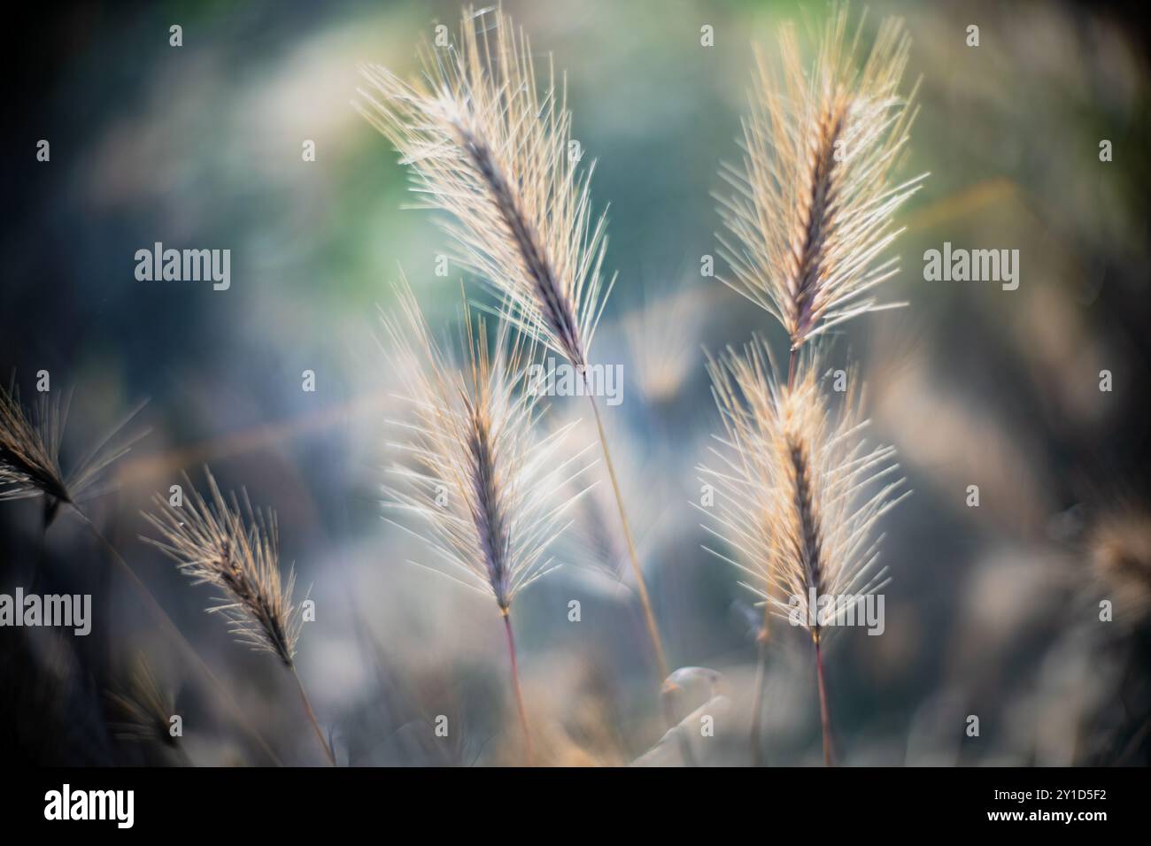 Elegantes Nahfoto von wilden Pflanzen, aufgenommen mit einem Leica Noctilux Objektiv, das feine Details hervorhebt und einen weichen Fokus erzeugt. Stockfoto