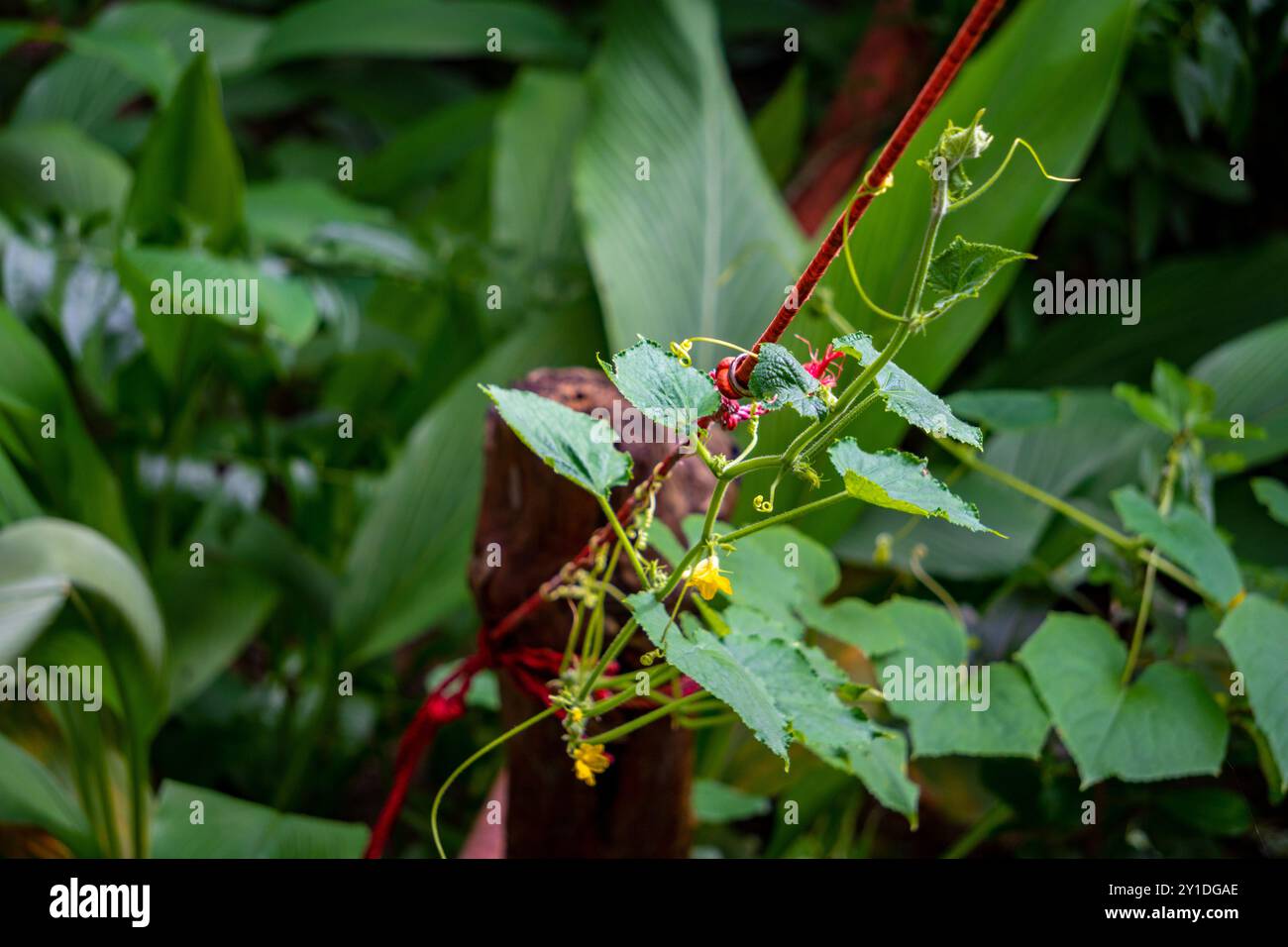 Gurkenrebe (Cucumis sativus) mit leuchtender gelber Blüte in einem indischen Bio-Garten. Allgemein bekannt als Kakdi oder Kheera in Indien, ideal für natürliche Zwecke Stockfoto