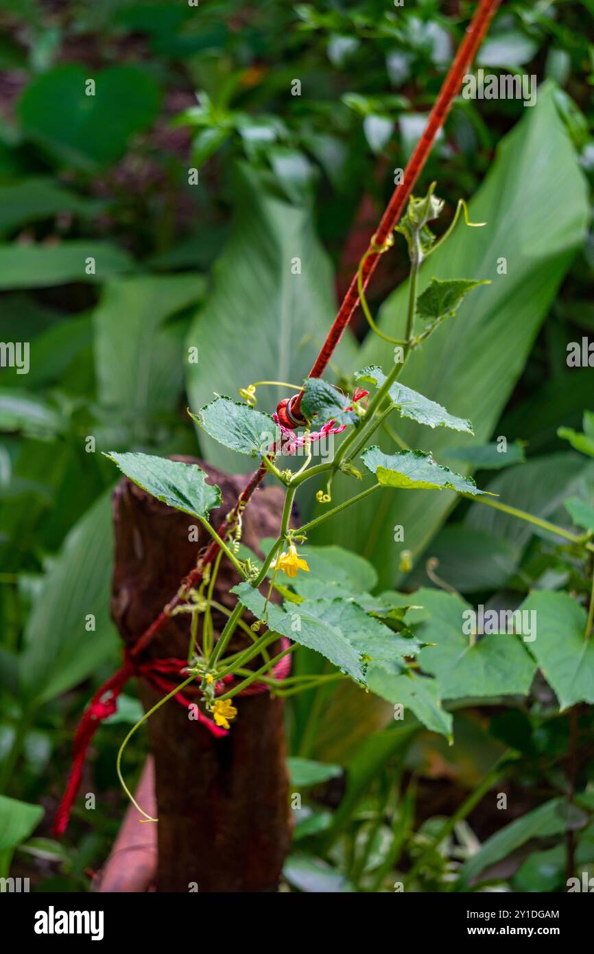 Gurkenrebe (Cucumis sativus) mit leuchtender gelber Blüte in einem indischen Bio-Garten. Allgemein bekannt als Kakdi oder Kheera in Indien, ideal für natürliche Zwecke Stockfoto