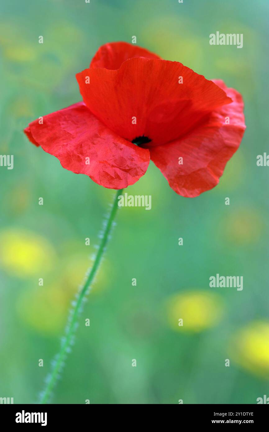 Vollbild-Portraitbild eines roten Mohns (Papaver rhoeas, Feldmohn) auf aufrechtem Stiel vor grünem Hintergrund. Englischer Wildblumengarten, Juli Stockfoto Vollbild-Portraitbild eines roten Mohns (Papaver rhoeas, Feldmohn) auf aufrechtem Stiel vor grünem Hintergrund. Englischer Wildblumengarten, Juli Stockfoto