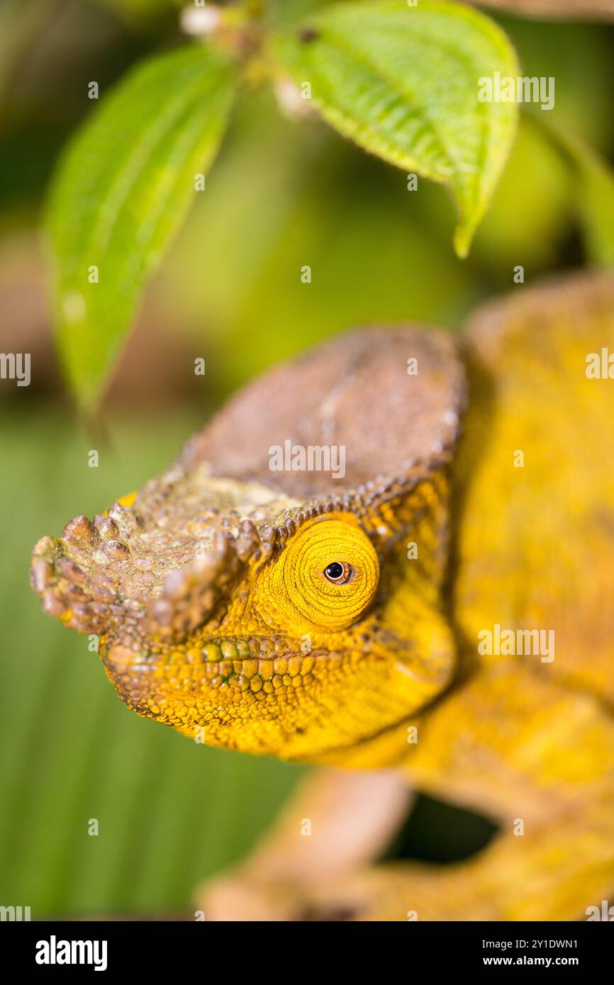 Wildes gelbes Chamäleon-Porträt, Madagaskar Stockfoto