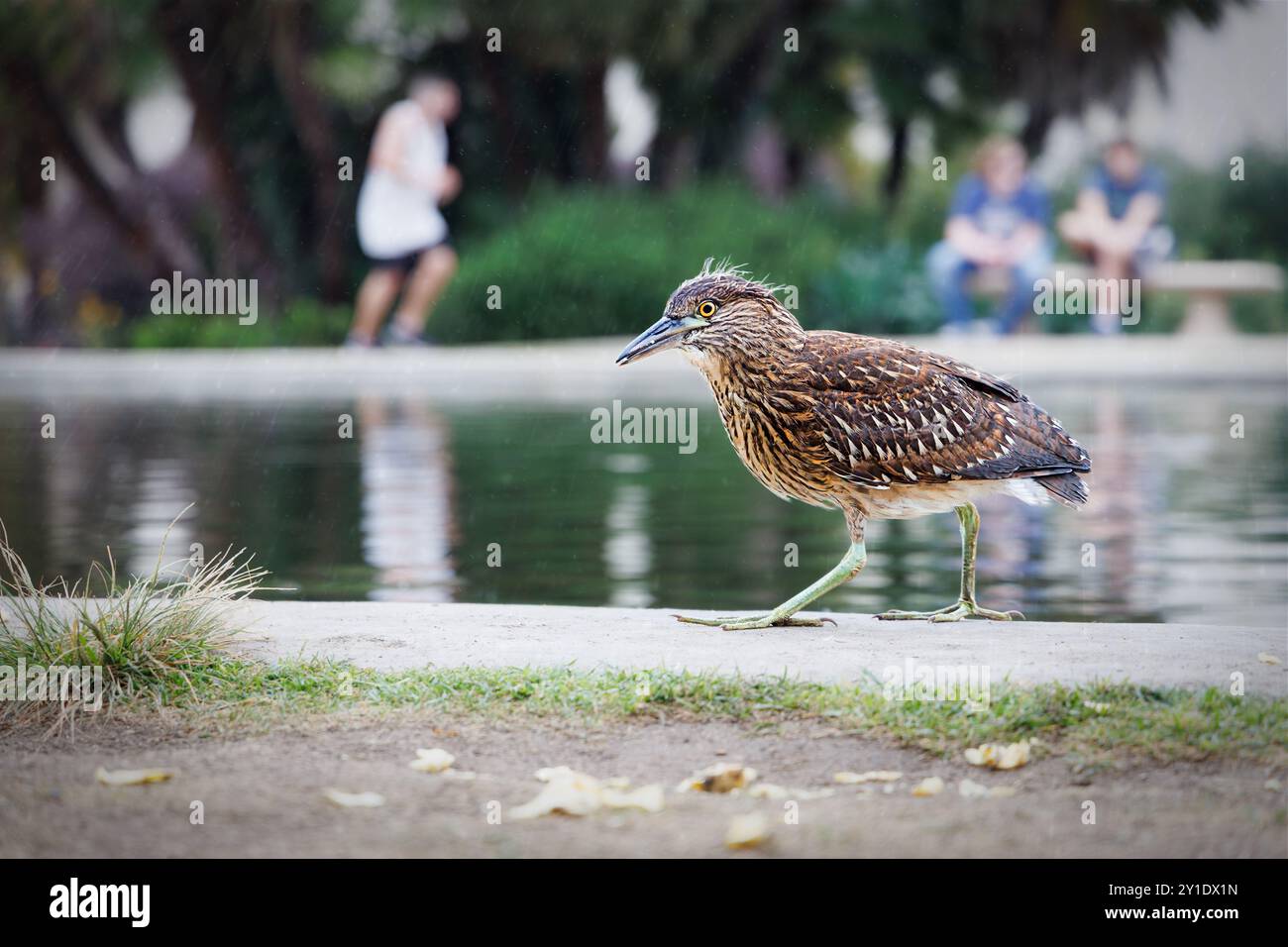 Ein Vogel spaziert am Lily Pond im Balboa Park in San Diego, Kalifornien. Stockfoto