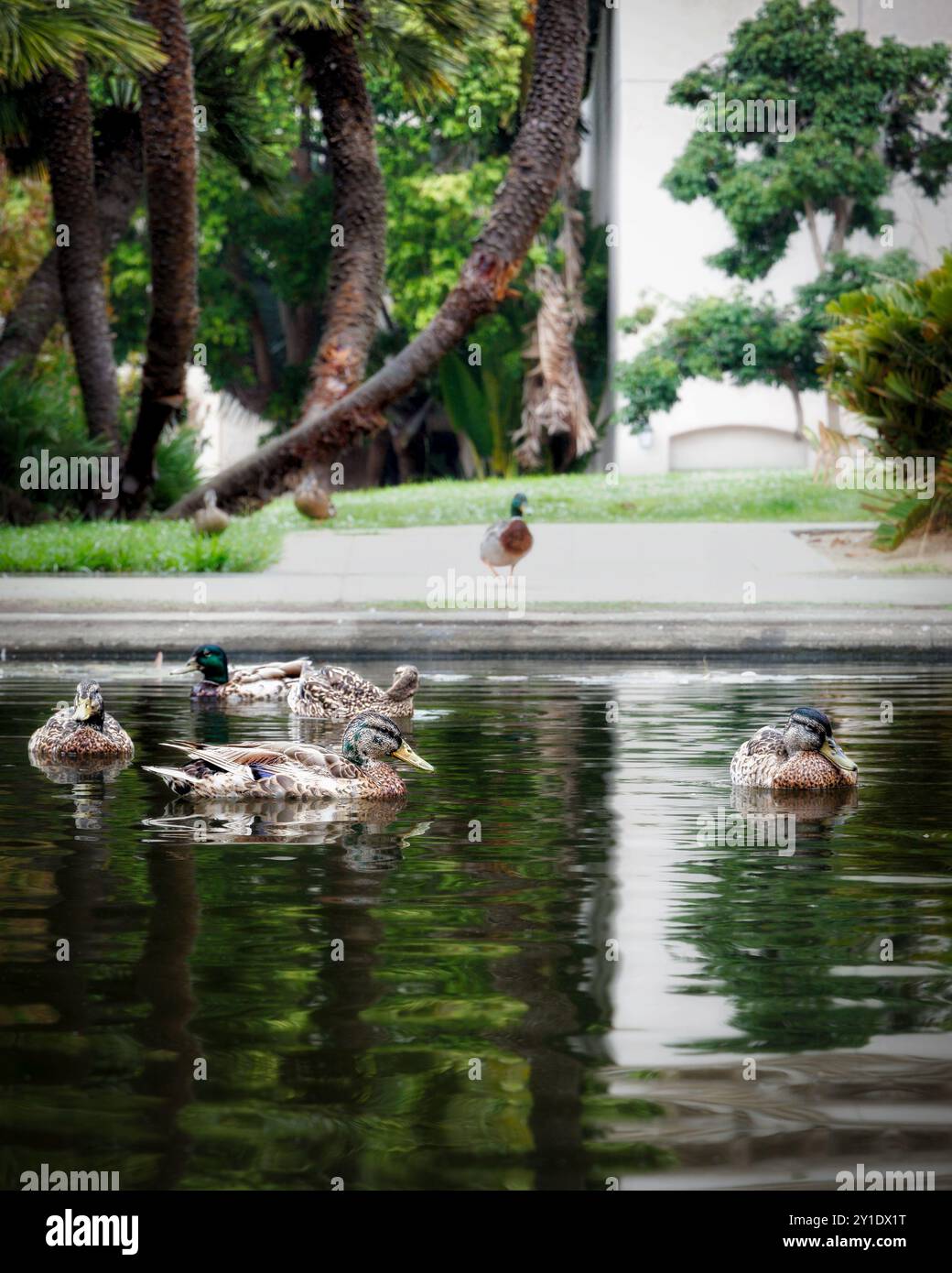 Enten schwimmen im Lily Pond im Balboa Park in San Diego, Kalifornien. Stockfoto