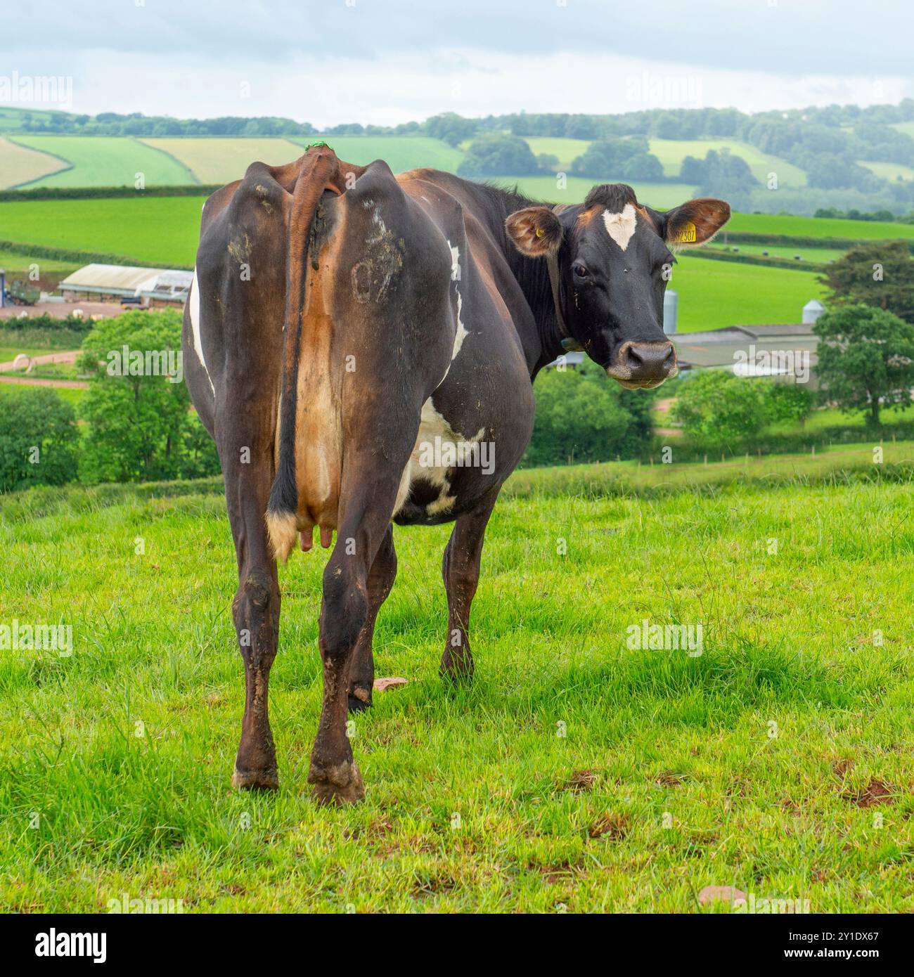 Milchkuh, die über die Schulter blickt, mit der Farm dahinter Stockfoto