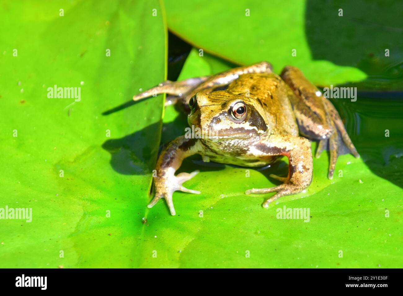 Frosch auf Seerosenblatt Stockfoto