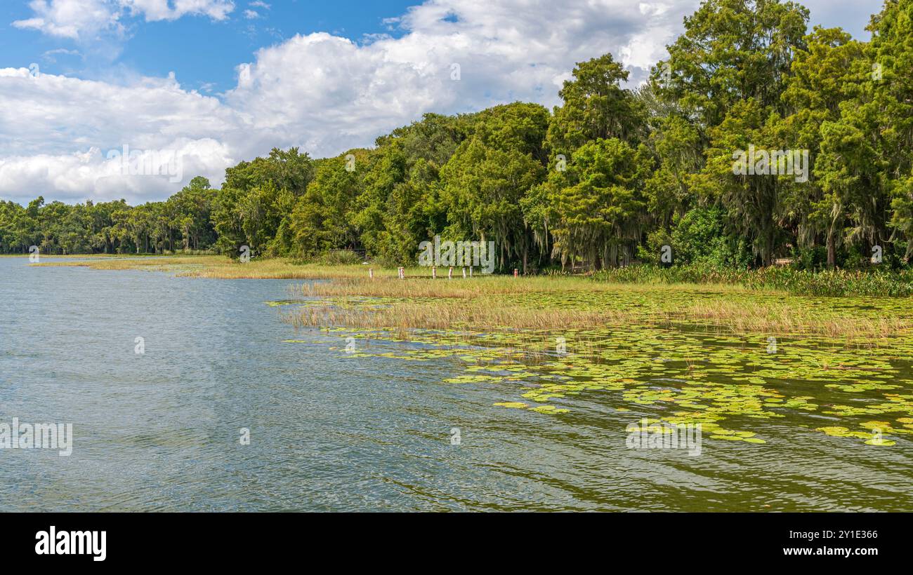 Seen, Pflanzen und Sumpfwälder in der Landschaft Floridas. Stockfoto