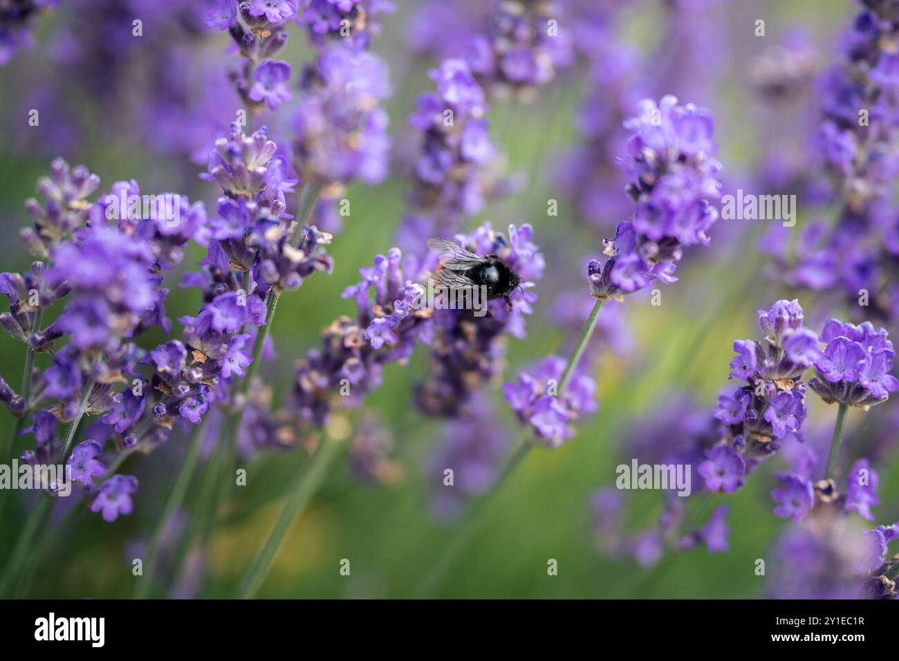 Hummel bestäubt blühenden Lavendelstrauch, stachelt im Wind. Insekten fliegen auf dem Blumenfeld Stockfoto