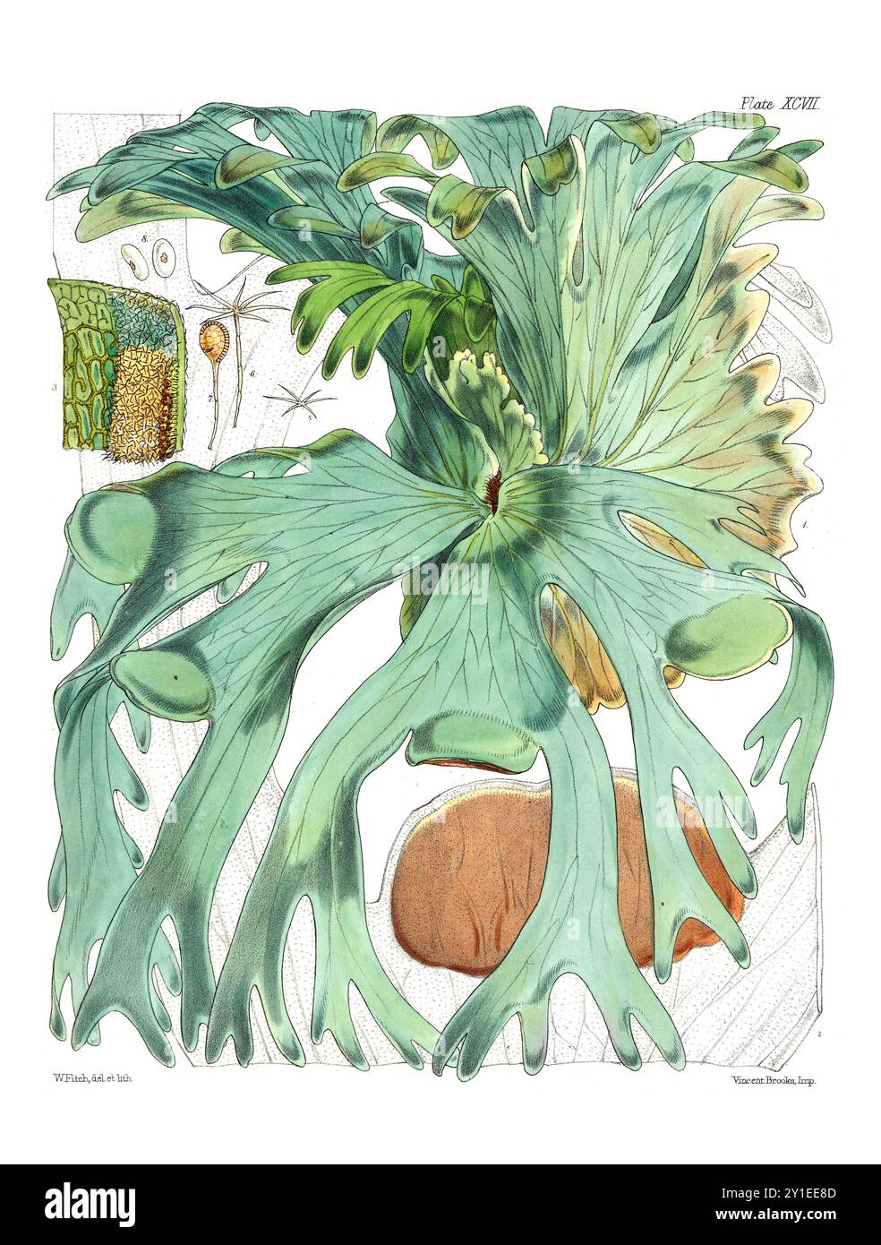 Vintage Farn Illustration. Botanische Kunst aus einem Buch, das um 1859 in London veröffentlicht wurde Stockfoto