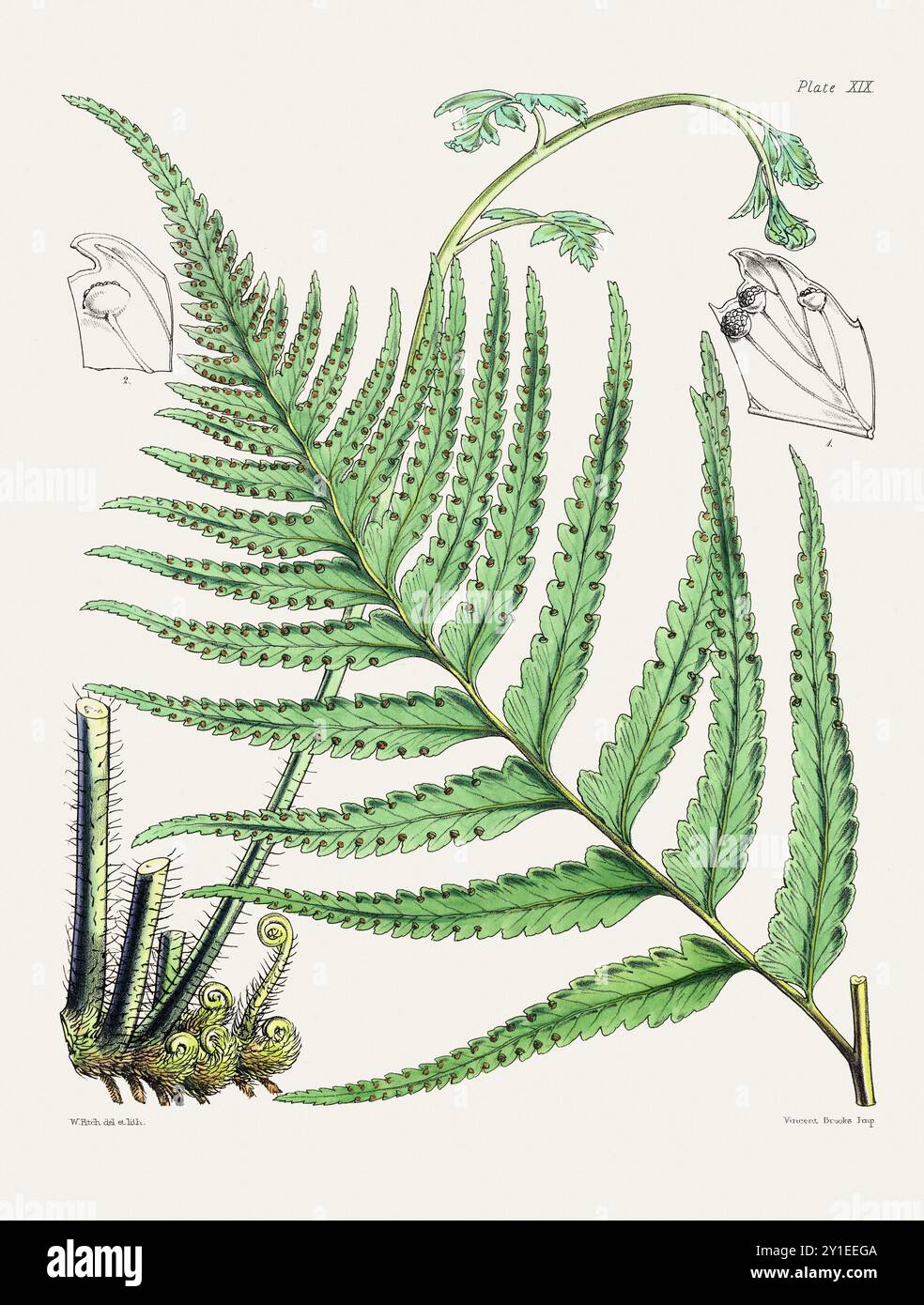 Vintage Farn Illustration. Botanische Kunst aus einem Buch, das um 1859 in London veröffentlicht wurde Stockfoto