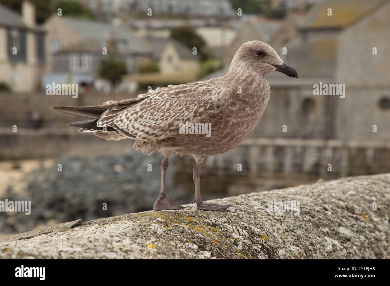 Möwe Stockfoto